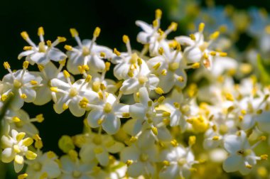 Yumuşak bir arka planı olan güzel renkli bir çiçek.