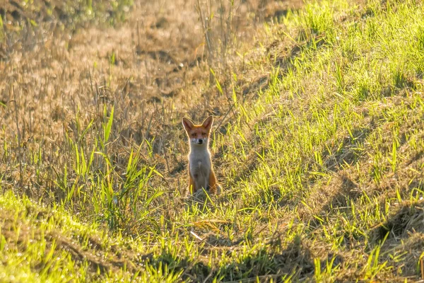 Zorro Rojo Está Cazando Prado — Foto de Stock