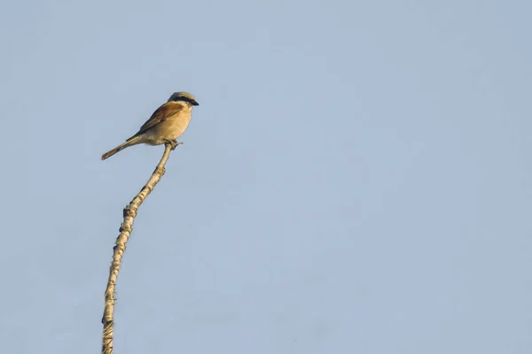 Een Rode Kreek Een Tak Natuur — Stockfoto