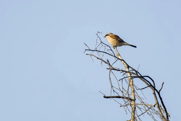 Ein Würger Auf Einem Ast Der Natur — Stockfoto