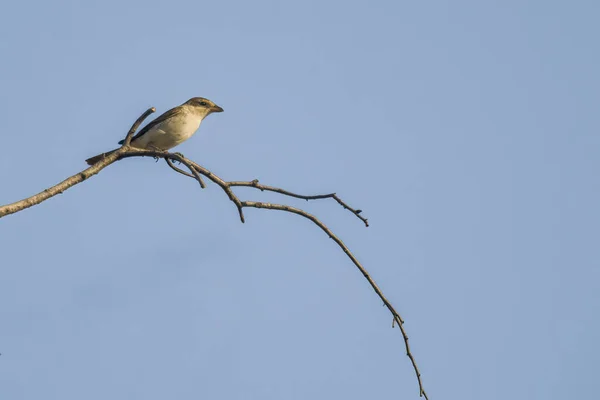 Röd Skugga Gren Naturen — Stockfoto