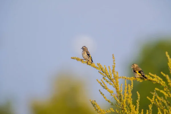 Ein Stieglitz Auf Einem Ast Der Natur — Stockfoto