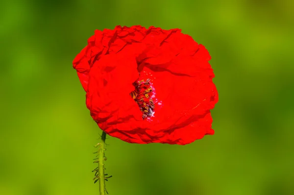 beautiful colorful flower with a soft background