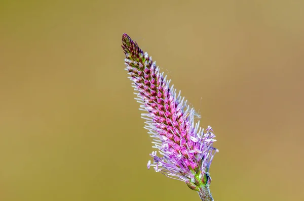 Gyönyörű Színes Virág Puha Háttérrel — Stock Fotó