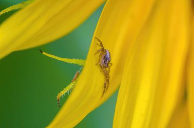 Sahada açan sarı ayçiçeği