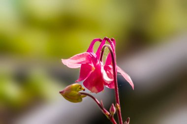 # Mevsim bahçemde pembe renkli yumuşak bir çiçek #