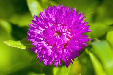 # Mevsim bahçemde pembe renkli yumuşak bir çiçek #