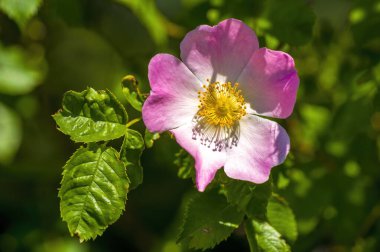 # Mevsim bahçemde pembe renkli yumuşak bir çiçek #