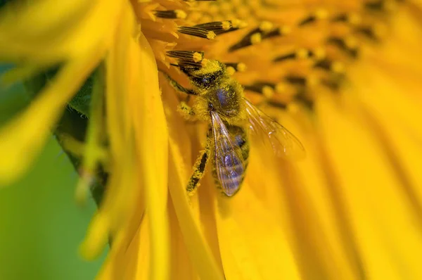 Girasol Amarillo Flor Campo — Foto de Stock