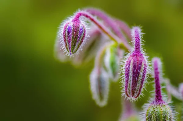 Soft Bloom Purple Color Season Garden — Stock Photo, Image