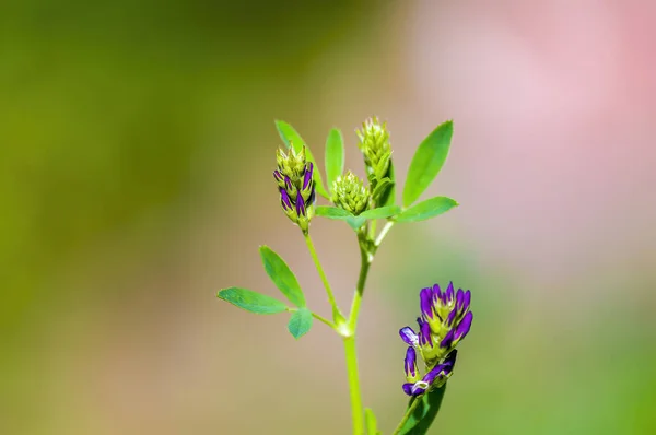 Uma Flor Macia Com Cor Roxa Meu Jardim Temporada — Fotografia de Stock