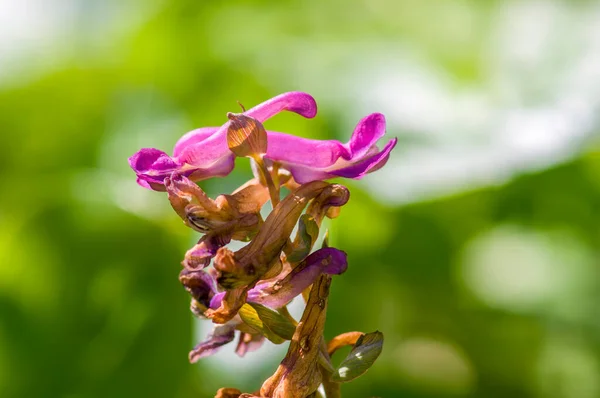 Una Floración Suave Con Color Rosa Jardín Temporada — Foto de Stock