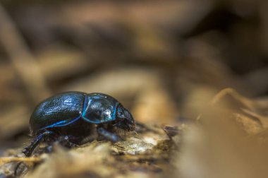 Çayırdaki bir bitkinin üzerinde küçük bir böcek.