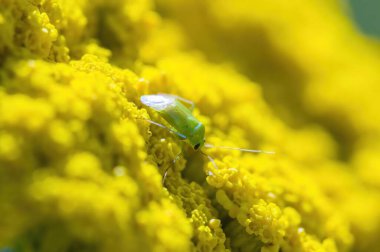 Çayırdaki bir bitkinin üzerinde küçük bir böcek.