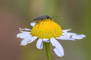 Çayırdaki bir bitkinin üzerinde küçük bir böcek.