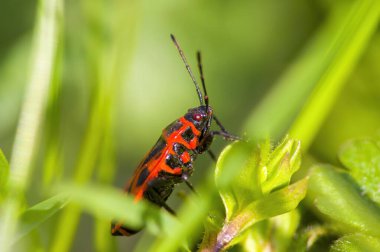 Çayırdaki bir bitkinin üzerinde küçük bir böcek.