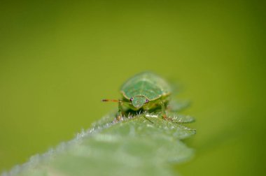 Çayırdaki bir bitkinin üzerinde küçük bir böcek.