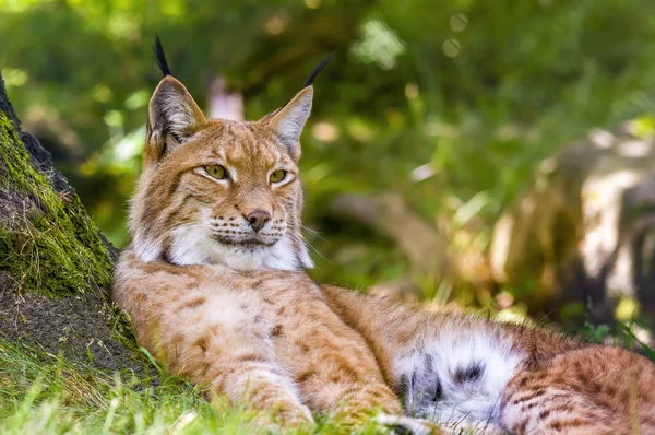 Lynx Sauvage Cache Dans Les Forêts — Photo