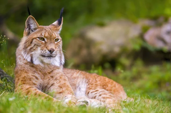 Lynx Sauvage Cache Dans Les Forêts — Photo