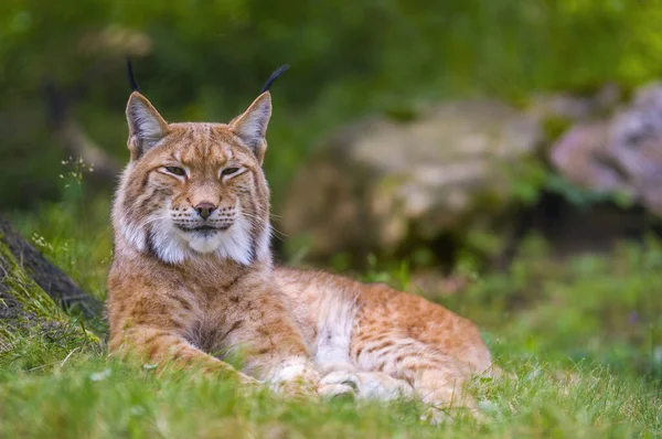 Lynx Sauvage Cache Dans Les Forêts — Photo