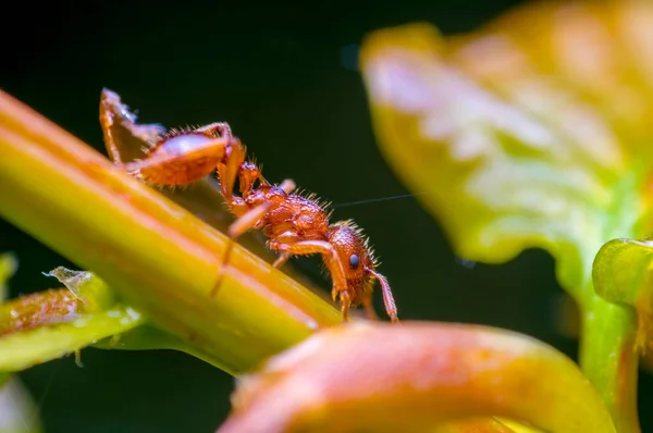 Small Ant Insect Plant Meadows — Stock Photo, Image