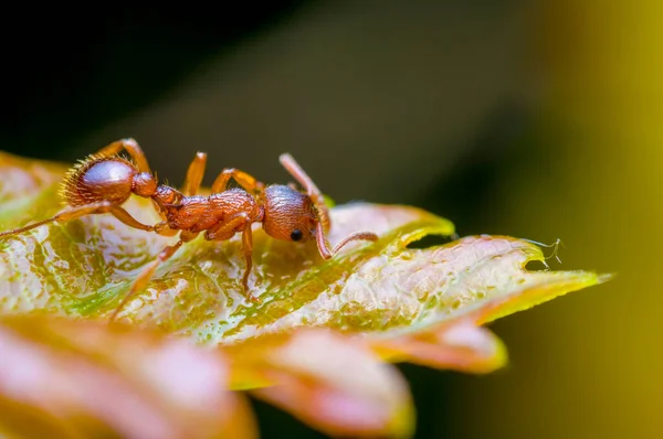 草地上植物上的小蚂蚁昆虫 — 图库照片