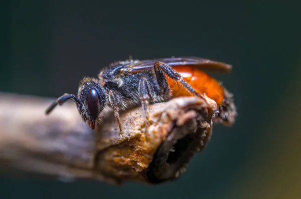 Little Bee Insect Plant Meadows — Stock Photo, Image