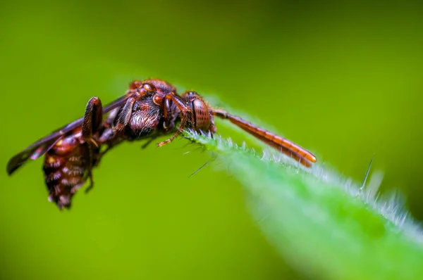 草地上植物上的小蜜蜂昆虫 — 图库照片