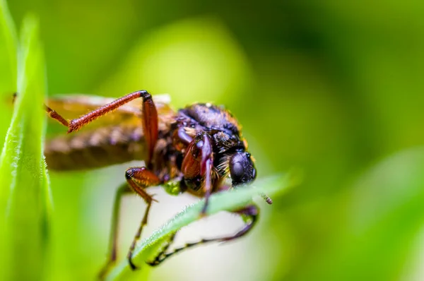 Owady Pszczoły Łąkach — Zdjęcie stockowe