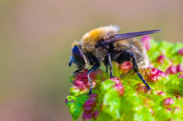 草原の植物に小さな蜂の昆虫 — ストック写真