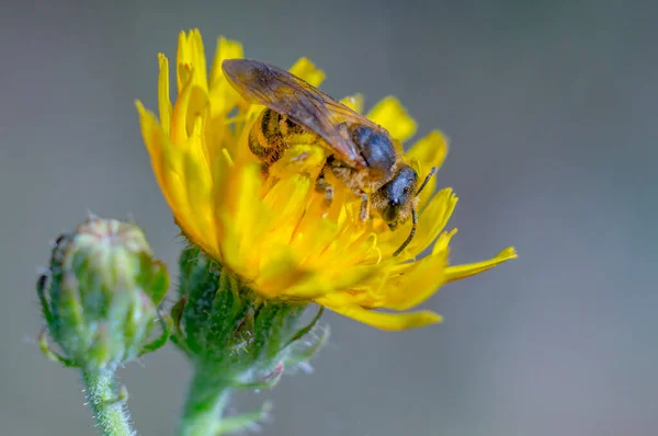 Little Bee Insect Plant Meadows — Stock Photo, Image