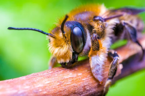 Маленькое Пчелиное Насекомое Лугу — стоковое фото