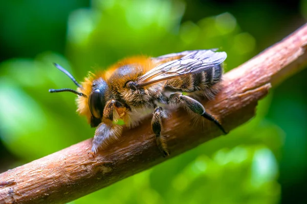 草原の植物に小さな蜂の昆虫 — ストック写真