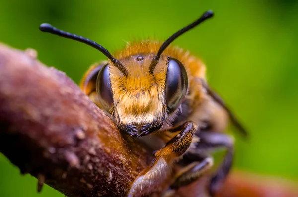 Kleines Bieneninsekt Auf Einer Pflanze Auf Der Wiese — Stockfoto