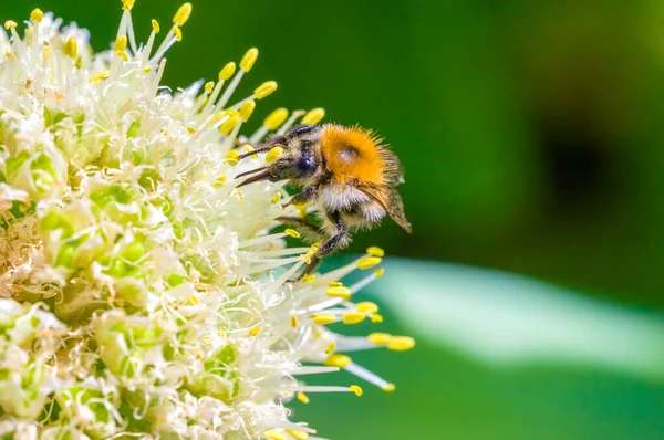 Kleines Bieneninsekt Auf Einer Pflanze Auf Der Wiese — Stockfoto