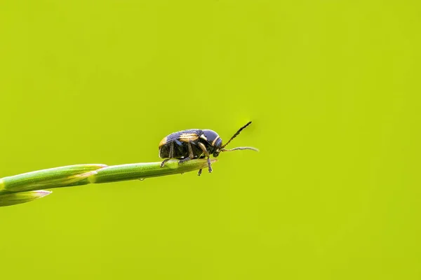 Petit Insecte Scarabée Sur Une Plante Dans Les Prairies — Photo