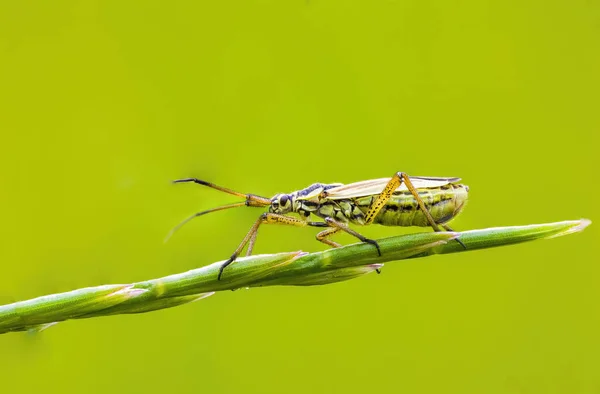 Çayırdaki Bir Bitkinin Üzerinde Küçük Bir Böcek — Stok fotoğraf