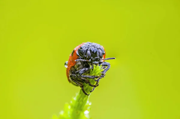 Malý Brouk Hmyz Rostlině Loukách — Stock fotografie