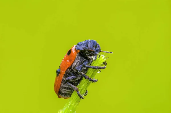 Pequeno Inseto Besouro Uma Planta Nos Prados — Fotografia de Stock