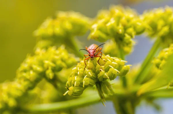 Pequeño Insecto Escarabajo Una Planta Los Prados —  Fotos de Stock