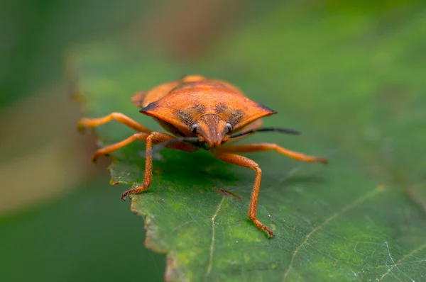 Pequeño Insecto Escarabajo Una Planta Los Prados — Foto de Stock