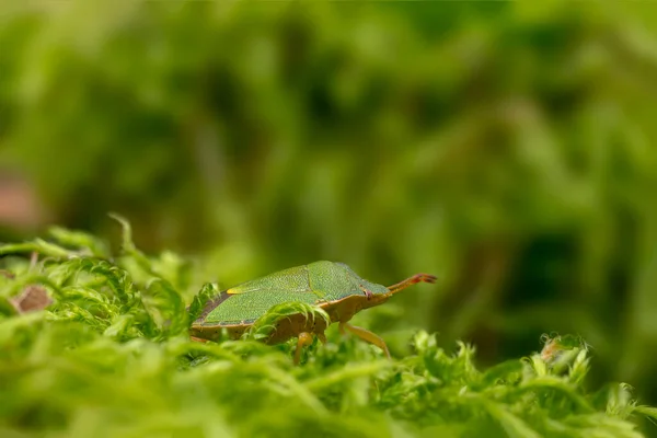 Pequeño Insecto Escarabajo Una Planta Los Prados — Foto de Stock