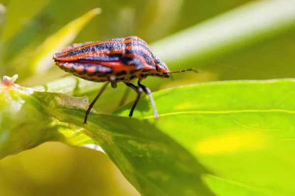 Small Beetle Insect Plant Meadows — Stock Photo, Image
