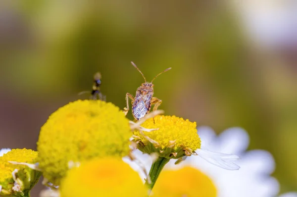 Petit Insecte Scarabée Sur Une Plante Dans Les Prairies — Photo