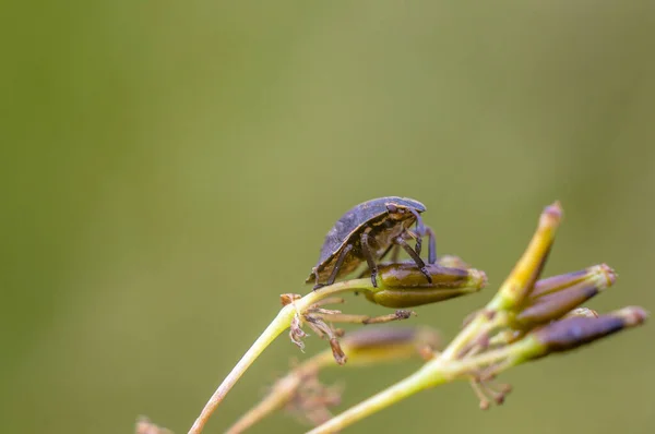 草地上植物上的小甲虫 — 图库照片