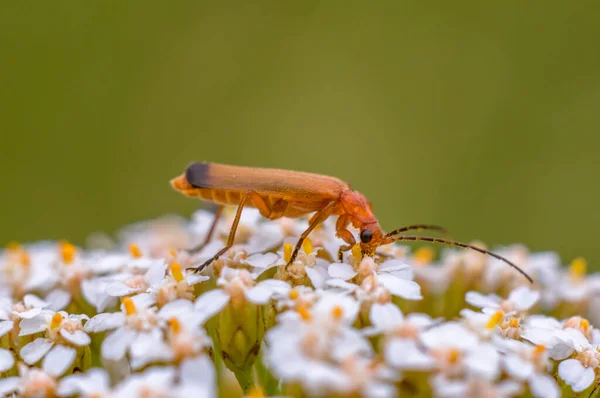 草原の植物に小さなカブトムシの昆虫 — ストック写真