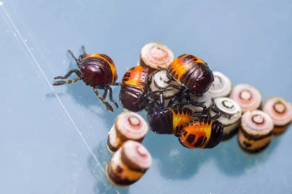 Pequeño Insecto Escarabajo Una Planta Los Prados — Foto de Stock