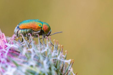 Çayırdaki bir bitkinin üzerinde küçük bir böcek.