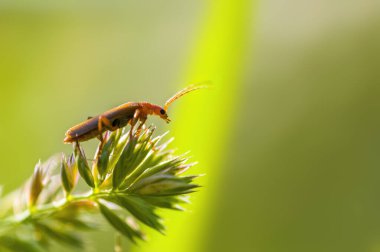Çayırdaki bir bitkinin üzerinde küçük bir böcek.