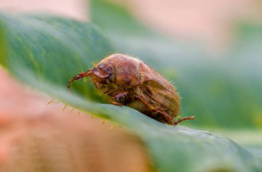Çayırdaki bir bitkinin üzerinde küçük bir böcek.